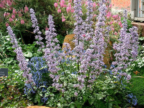 Blue Petromarula Pinnata Plant Seeds for Planting - Heirloom Non-GMO High Germination Organic Garden Seeds