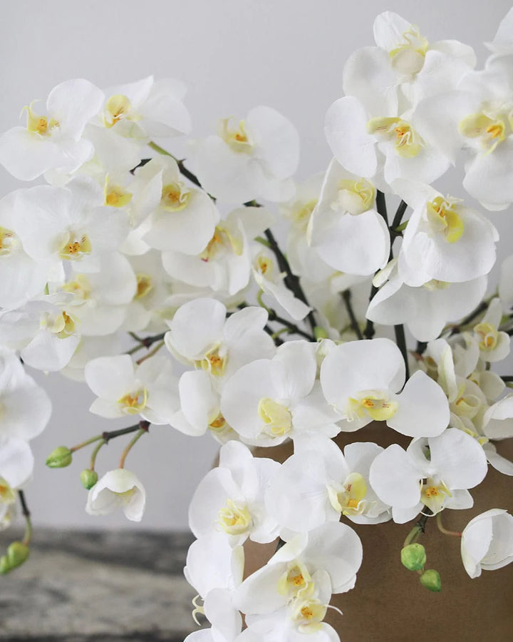 White Phalaenopsis Orchid Flower Seeds for Planting – Heirloom Non-GMO Seeds