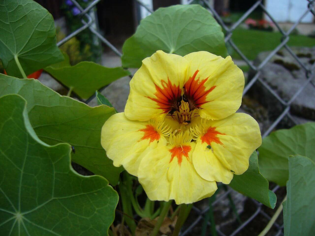 Yellow Peach Nasturtium Flower Seeds for Planting – Heirloom Non-GMO, High Germination Home Garden Seeds