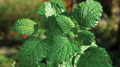 White Peppermint Vegetable Plant Seeds – Heirloom, Non-GMO, High Germination Organic Garden Seeds for Planting Aromatic Herb Gardens