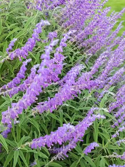 Russian Sage Plant Seeds for Planting – Heirloom, Non-GMO, High Germination Perennial Blooms for Drought-Tolerant Gardens
