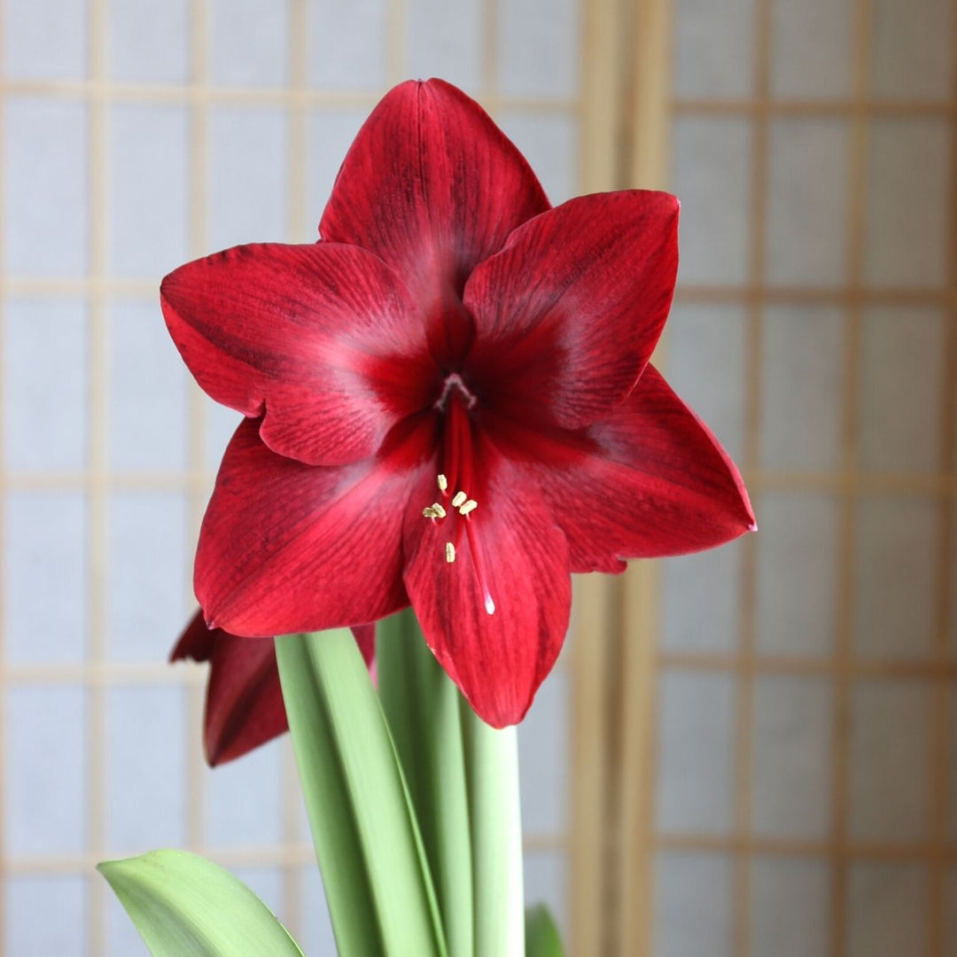 Burgundy Amaryllis Flower Seeds for Planting – Heirloom, Non-GMO, High Germination Organic Garden Seeds