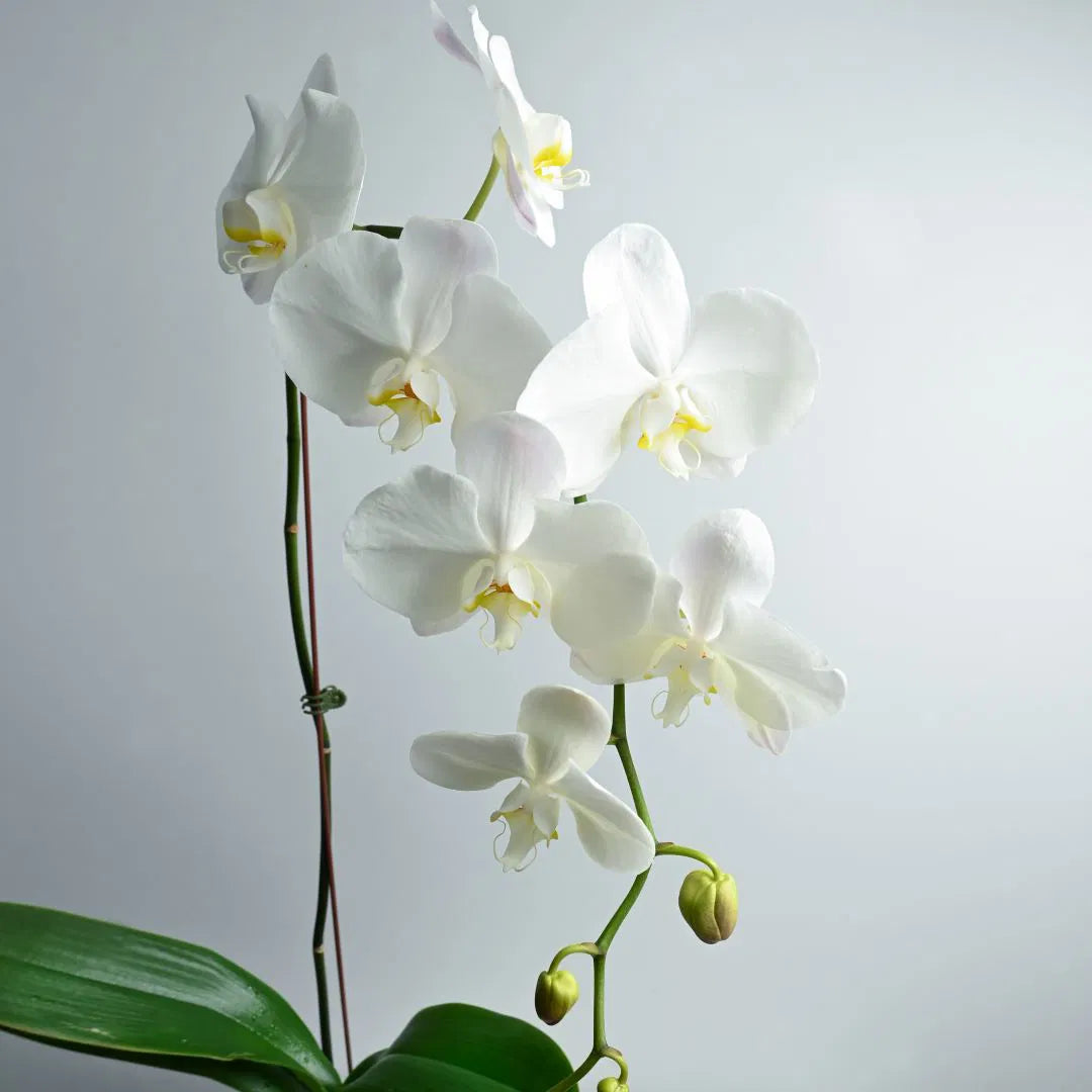 White Phalaenopsis Orchid Flower Seeds for Planting – Heirloom Non-GMO Seeds