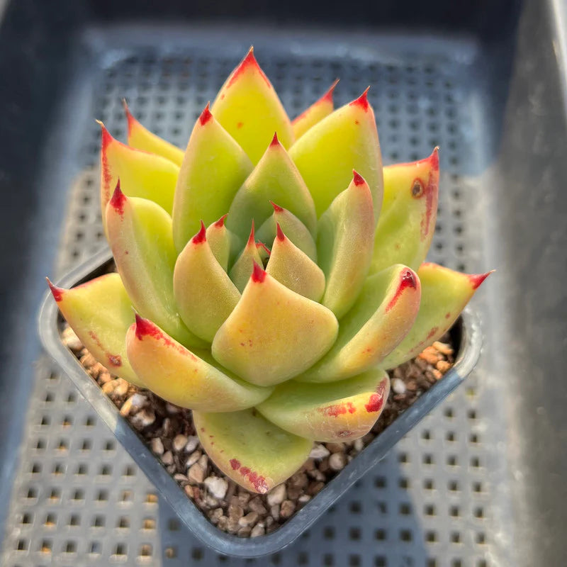 Yellow Green Succulent Flower Seeds – Heirloom Non-GMO Drought-Tolerant Seeds for Planting