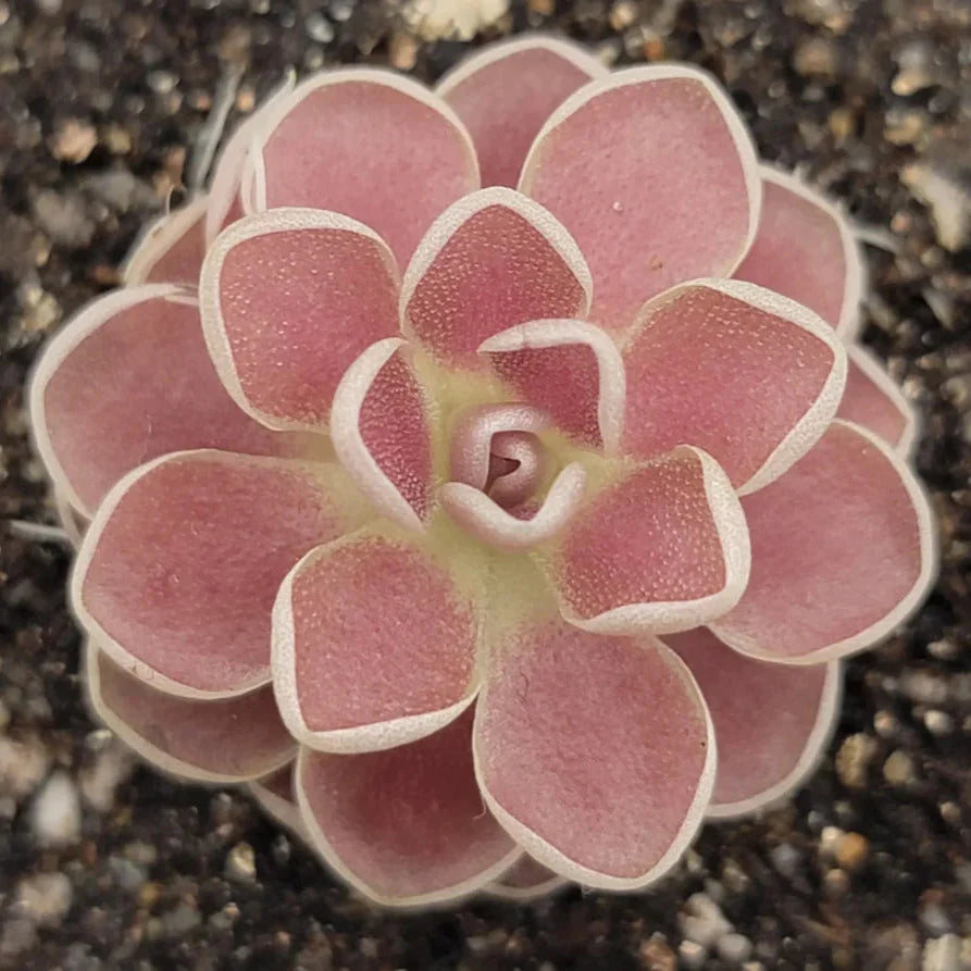 Butterwort Plant Seeds for Planting – Heirloom & Non-GMO Carnivorous Seeds for Unique Indoor Gardens