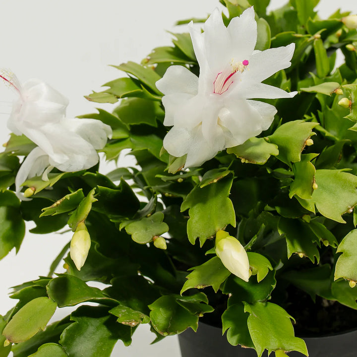 White Zygocactus Truncatus Flower Seeds for Planting – Heirloom Non-GMO Garden Seeds