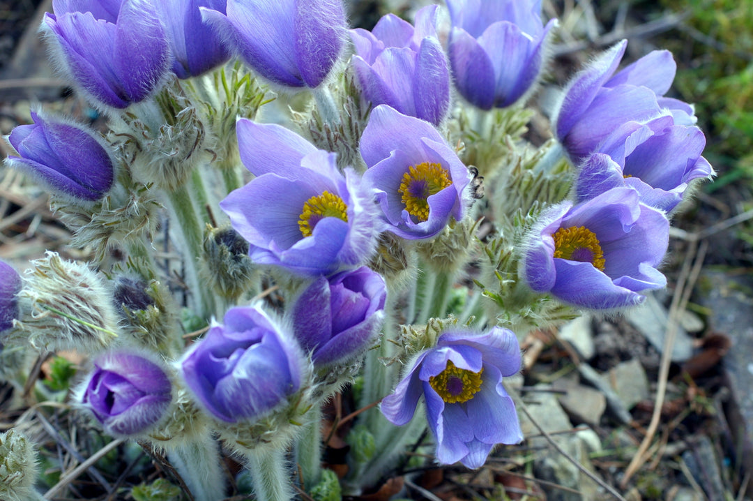 Violet Pulsatilla Flower Seeds for Planting | Heirloom, Non-GMO, High Germination Organic Garden Seeds for Early Spring Blooms