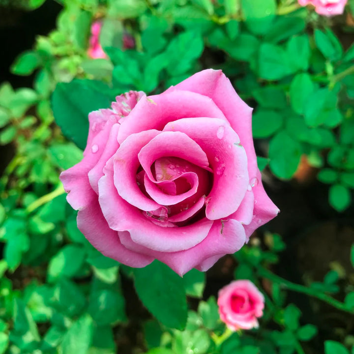 Barbara Streisand Lavender Rose Flower Seeds – Heirloom, Non-GMO, Organic Garden Seeds for Planting
