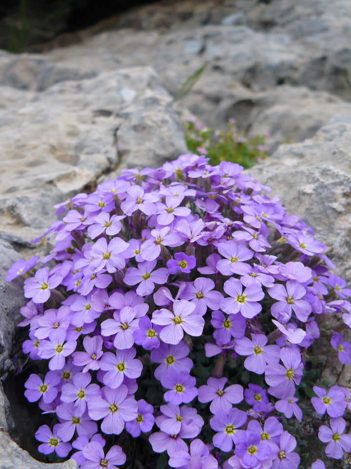 Aubrieta Flower Seeds for Planting – 100 pcs, Heirloom, Non-GMO, High Germination Garden Blooms