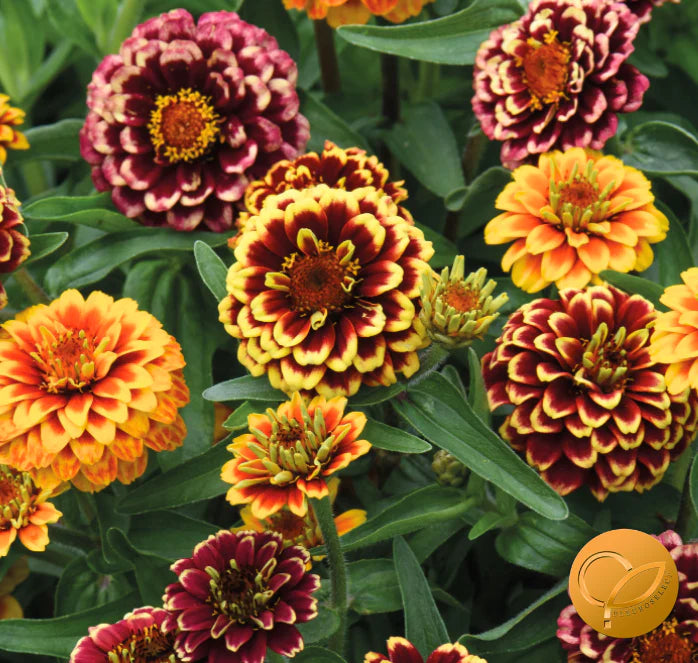 Aztec Sunset Zinnia Flower Seeds for Planting – Vibrant, Heirloom, Non-GMO, High Germination Garden Seeds