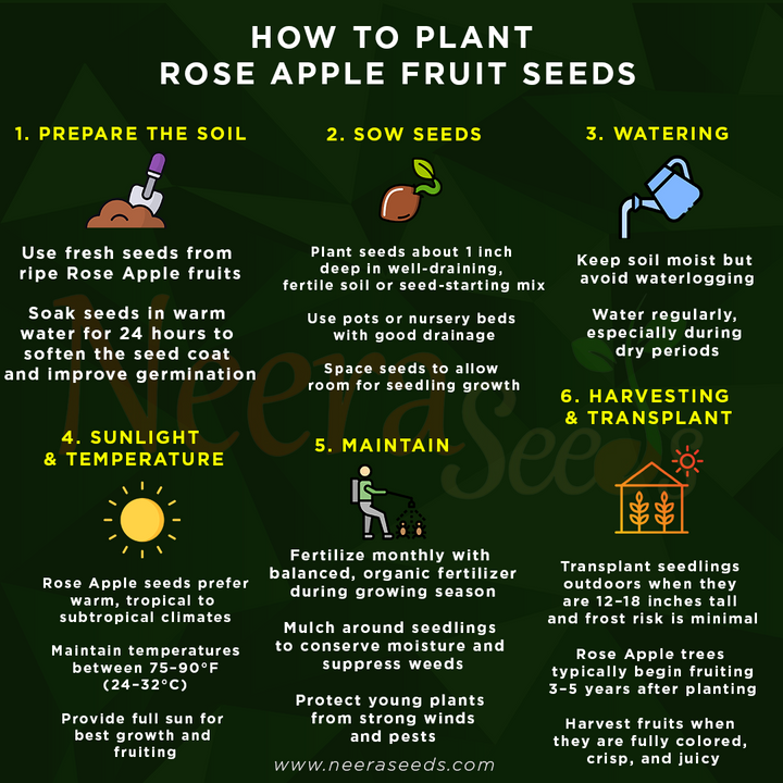 Rose Apple Fruit Seeds – Heirloom Non-GMO, High Germination Seeds for Planting Juicy Water Apples