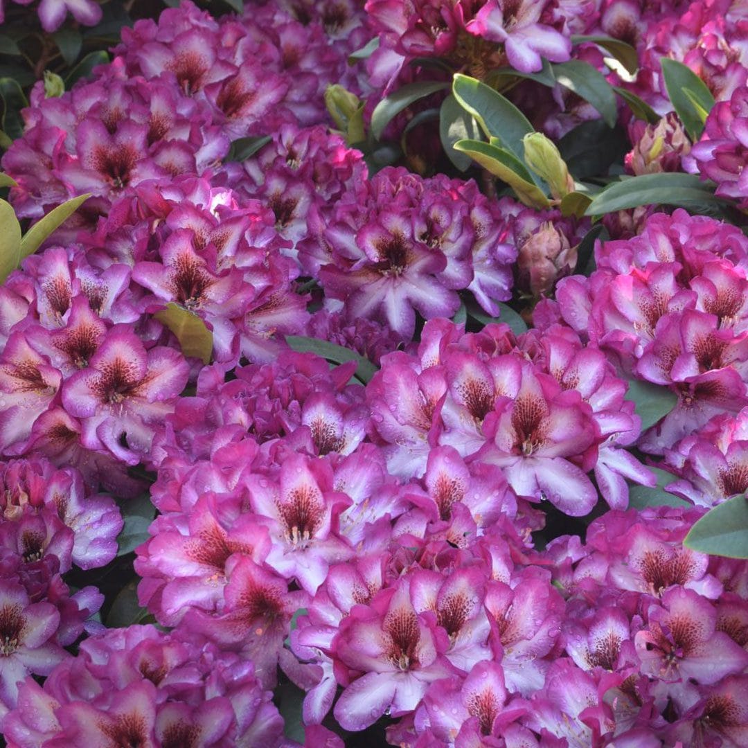 Pink Rhododendron Hans Flower Seeds for Planting - Heirloom Non-GMO High  Germination Organic Garden Seeds