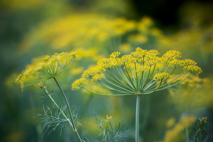 Yellow Dill Plant Seeds for Planting – Heirloom, Non-GMO, High Germination Organic Garden Seeds for Flavorful Herb Gardens & Cuisines