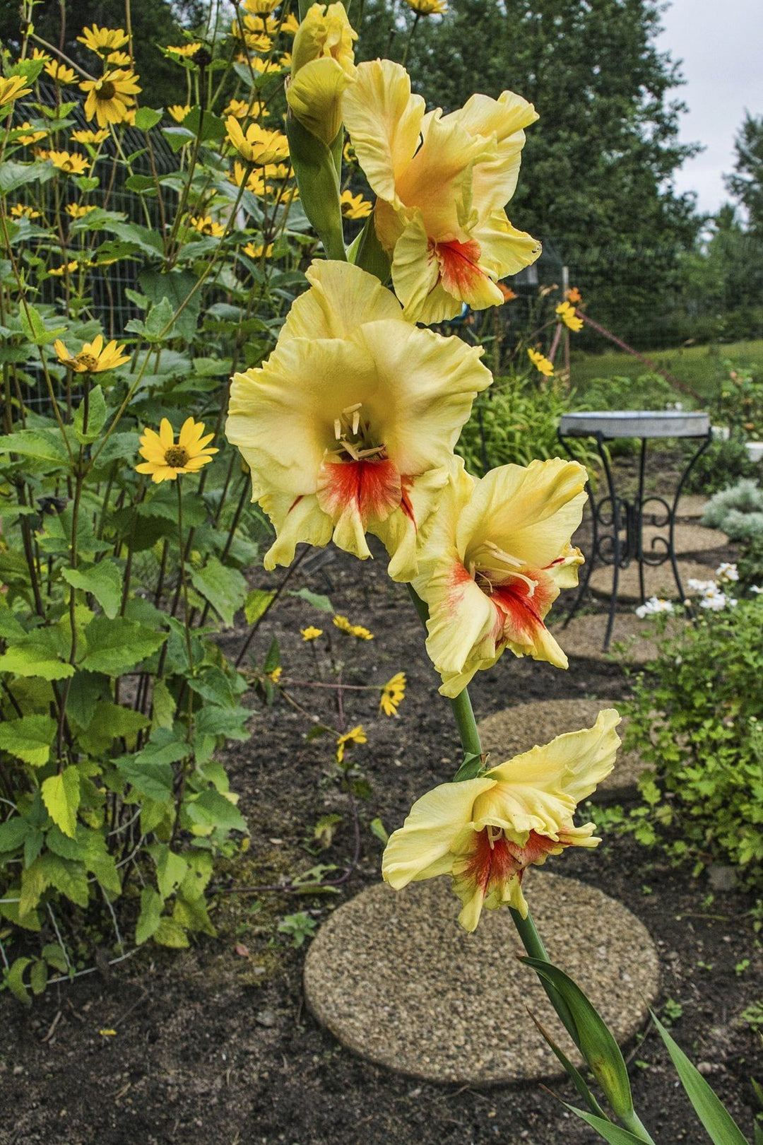 Yellow Red Gladiolus Flower Seeds for Planting – Heirloom, Non-GMO, High Germination Organic Garden Seeds