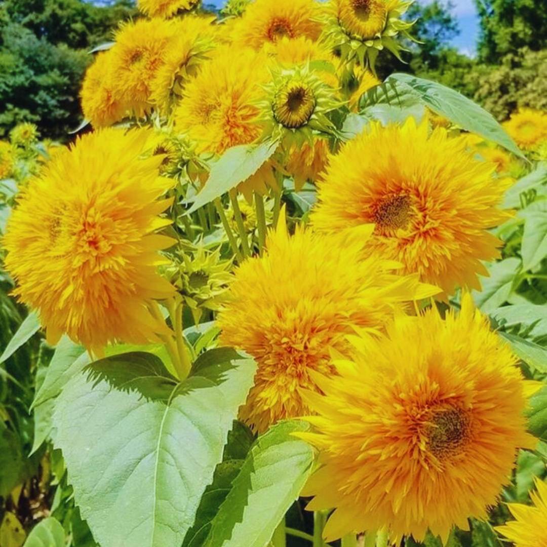 Yellow Teddy Sunflower Seeds for Planting | Heirloom Non-GMO High Germination Organic Garden Seeds