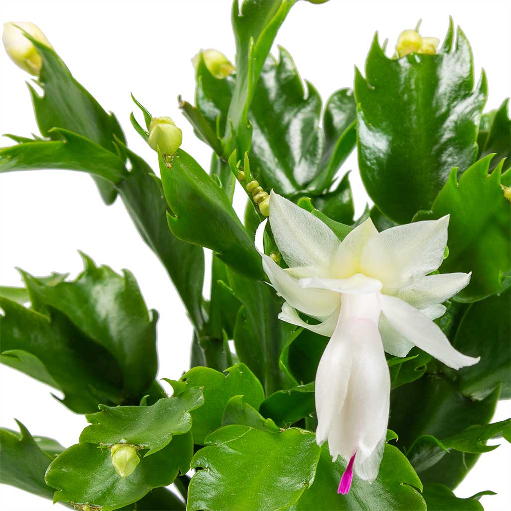 White Zygocactus Truncatus Flower Seeds for Planting – Heirloom Non-GMO Garden Seeds