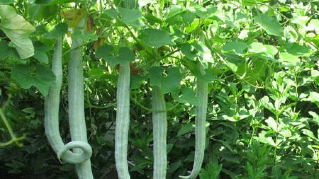 White Long Snake Gourd Seeds for Planting – Heirloom, Non-GMO, High Germination Organic Garden Seeds