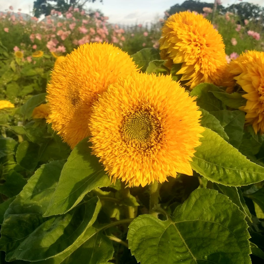 Yellow Teddy Sunflower Seeds for Planting | Heirloom Non-GMO High Germination Organic Garden Seeds