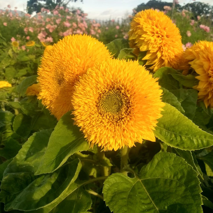 Yellow Teddy Sunflower Seeds for Planting | Heirloom Non-GMO High Germination Organic Garden Seeds