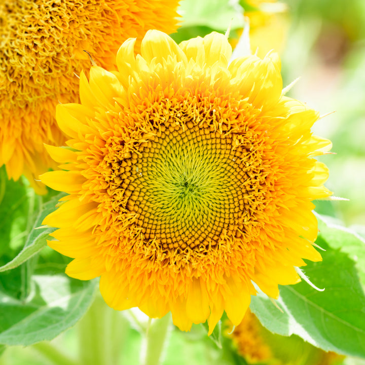 Yellow Teddy Sunflower Seeds for Planting | Heirloom Non-GMO High Germination Organic Garden Seeds