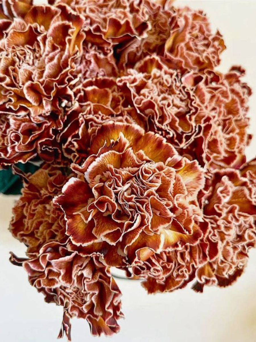 Brown White Carnation Flower Seeds for Planting – Heirloom, Non-GMO, High Germination Bicolor Fragrant Bloom Seeds