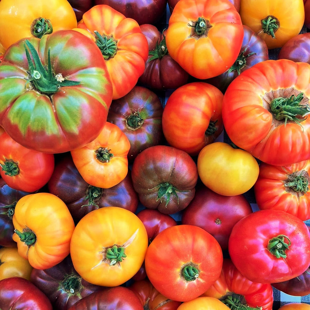 Heirloom Mixed Color Campari Tomatoes Vegetable Seeds for Planting - Non-GMO Garden Seeds