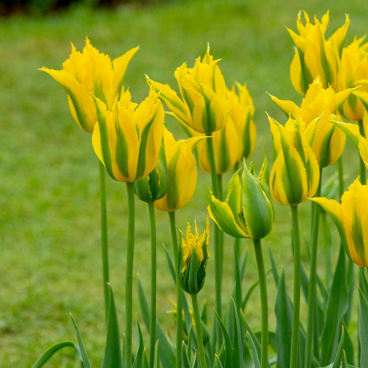 Yellow Green Tulip Flower Seeds – Heirloom Non-GMO Bulb Seeds for Planting