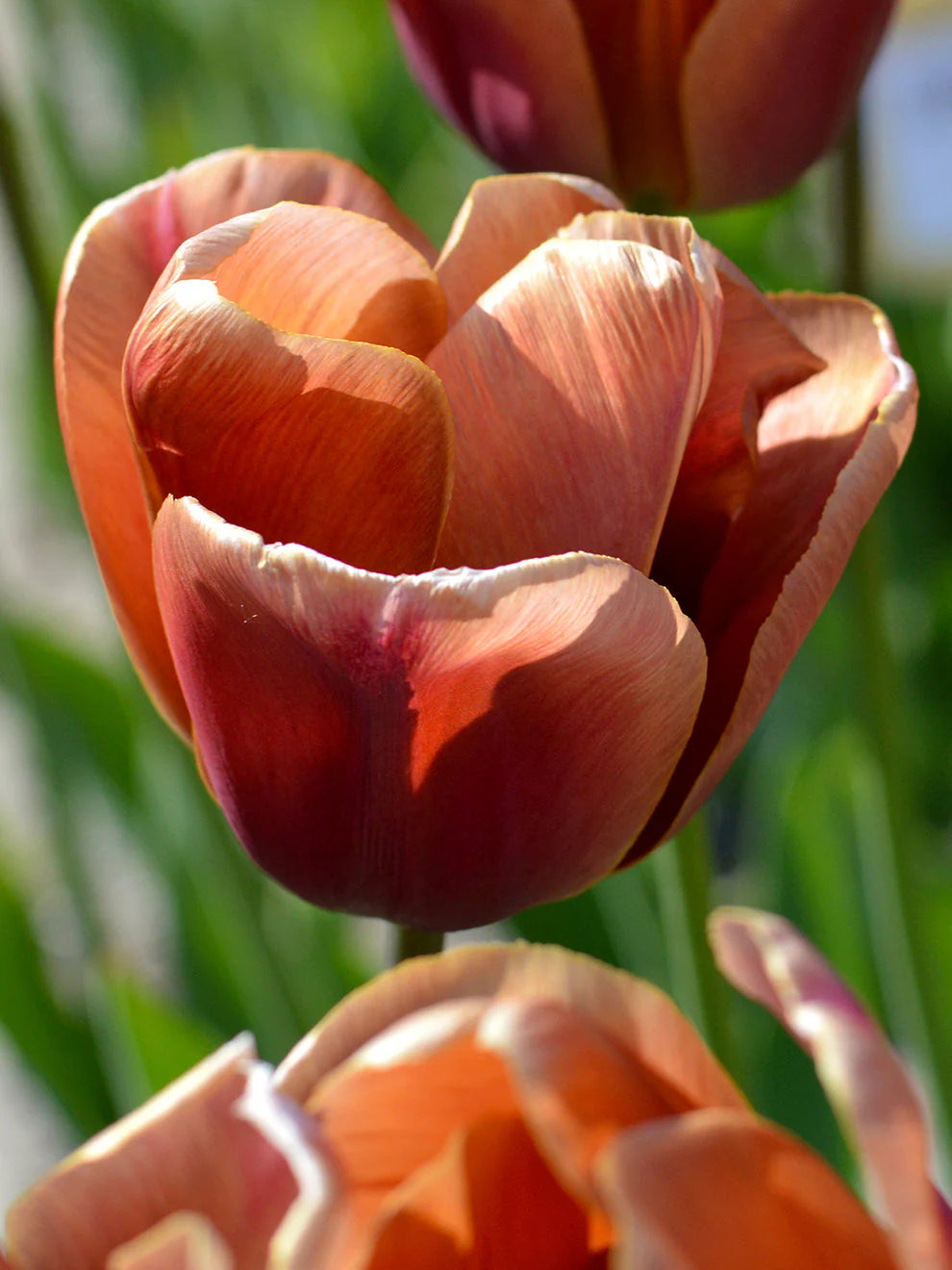 Brown Tulip Flower Seeds for Planting – Heirloom, Non-GMO, High Germination Seeds for Vibrant Garden Blooms