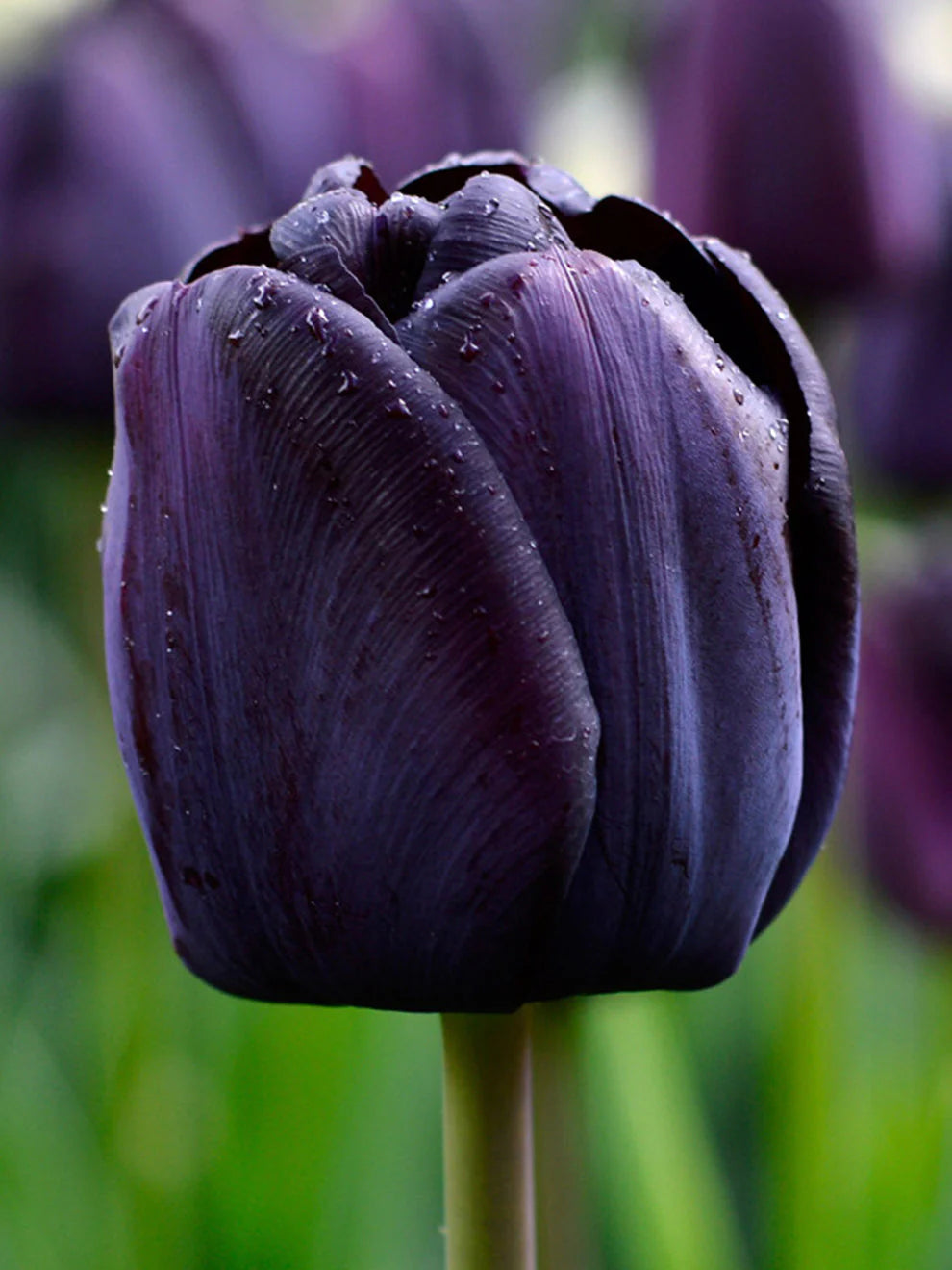 Dark Blue Tulip Flower Seeds – Queen of the Night Heirloom, Non-GMO, High Germination Organic Garden Seeds for Planting