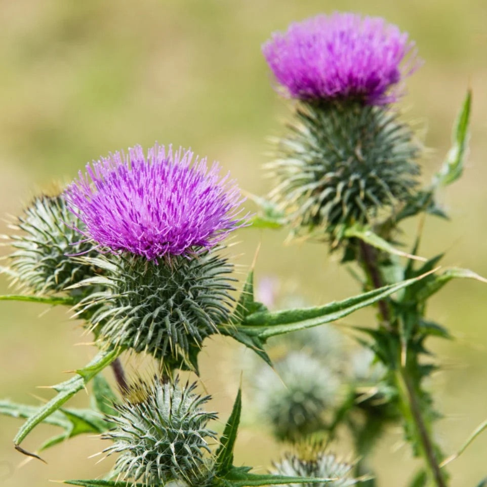 Milk Thistle Seeds (Silybum marianum) for Planting – Heirloom, Non-GMO –  Neeraseeds