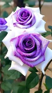 Violet White Rose Flower Seeds for Planting – Heirloom, Non-GMO, High Germination Fragrant Garden Bloom Seeds