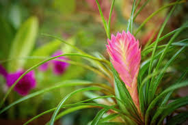 Bromeliad Tillandsia Bulbosa Pink Seeds for Planting – Heirloom & Non-GMO Garden Seeds