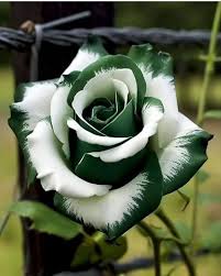 Green White Rose Flower Seeds for Planting – Heirloom, Non-GMO, High Germination Elegant Garden Blooms for Beds & Borders