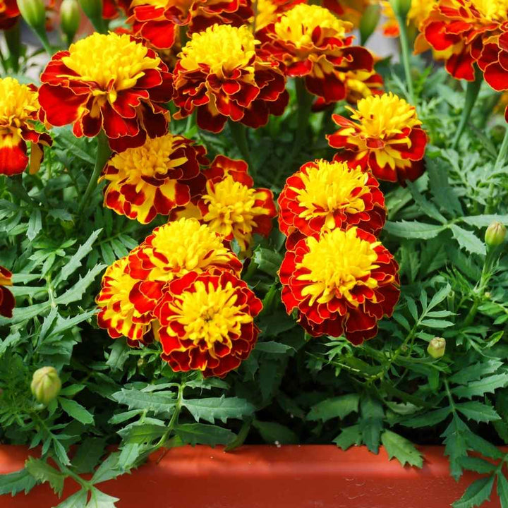 French Marigold Flower Seeds – Heirloom, Non-GMO, High Germination Organic Garden Seeds for Planting