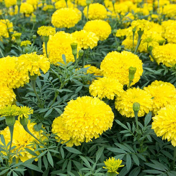 Yellow Marigold Heirloom Non-GMO Seeds for Planting – High Germination Organic Garden Seeds for Beds, Borders & Containers