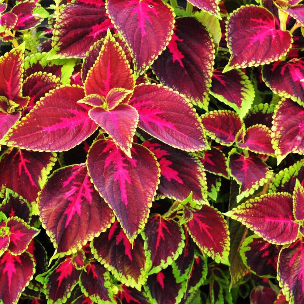 Heirloom Rainbow Coleus Plant Seeds – Non-GMO, High Germination Organic Garden Seeds for Planting