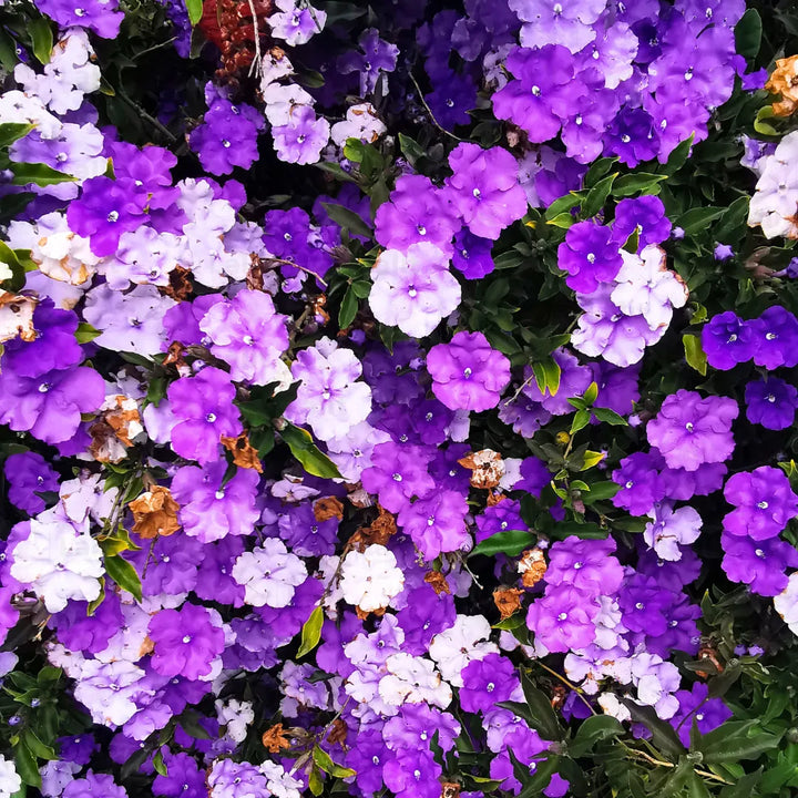 Brunfelsia Flower Seeds for Planting – Fragrant Blooms | Heirloom Non-GMO Seeds | High Germination