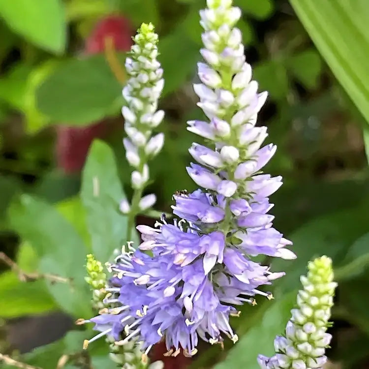 veronica plant seeds Heirloom Non-GMO Purple Veronica Spicata Flower Seeds for Vertical Blo –  Neeraseeds