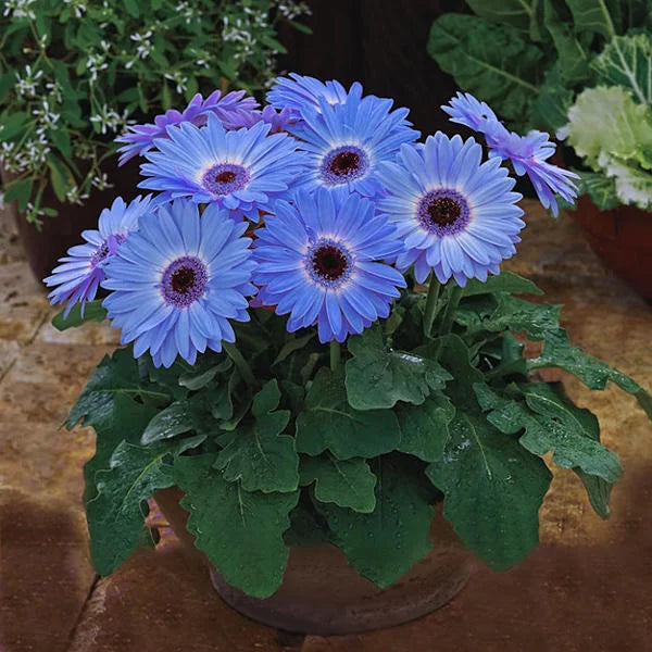 Blue Gerbera Daisy Flower Seeds for Planting – Heirloom Non-GMO Organic Garden Seeds with High Germination