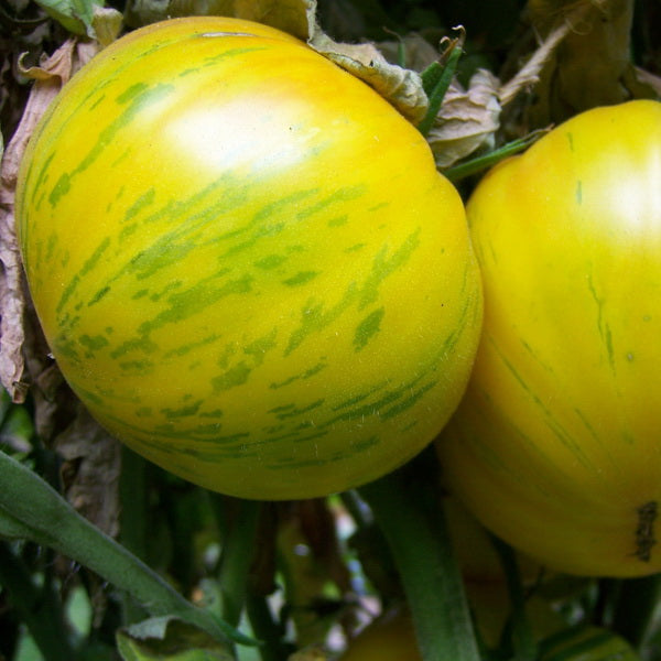Yellow Pork Chop Tomato Seeds for Planting – Heirloom, Non-GMO, Organic Garden Seeds, High Germination