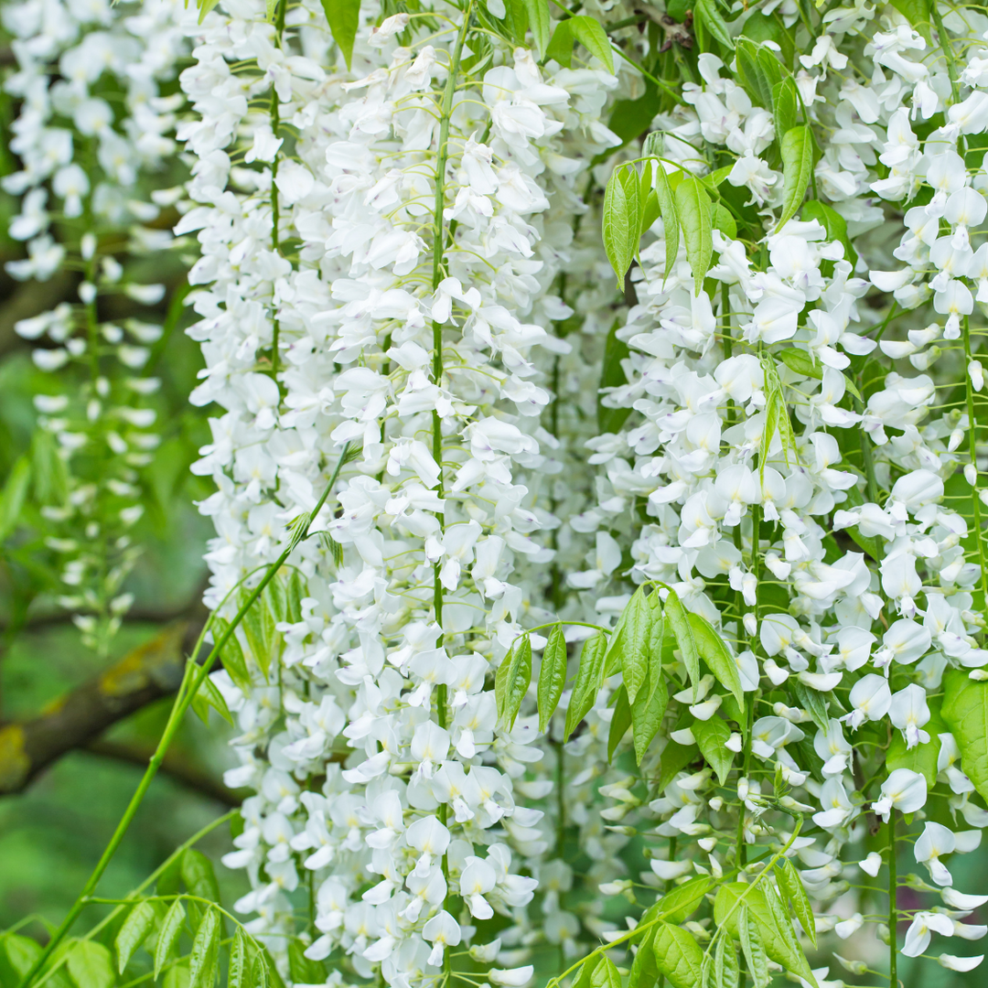 Pagoda Flower Seeds for Planting – Exotic Clerodendrum Paniculatum Blooms
