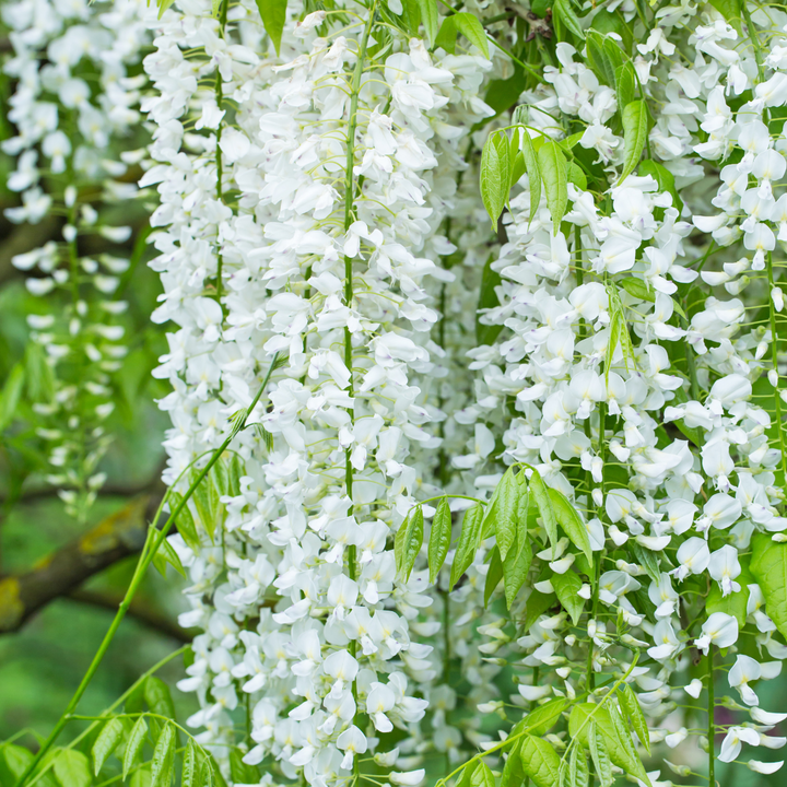 Pagoda Flower Seeds for Planting – Exotic Clerodendrum Paniculatum Blooms