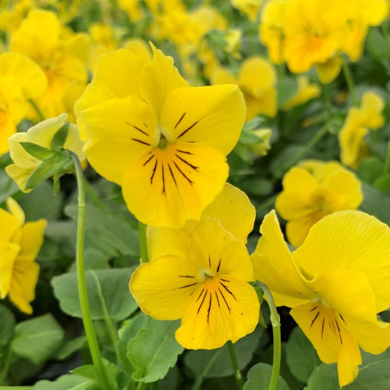 yellow seed plant Brown Yellow Pansy Flower Seeds for Planting – Heirloom & Non-GMO Vibrant Blooms for Cool-Season Gardens 500 pcs