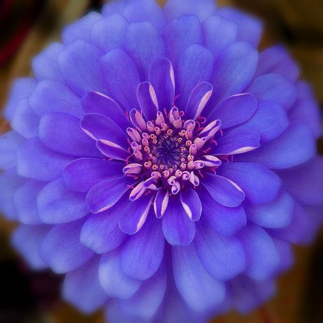 Blue Zinnia Flower Seeds for Planting – Heirloom, Non-GMO, High Germination Vibrant Garden Blooms