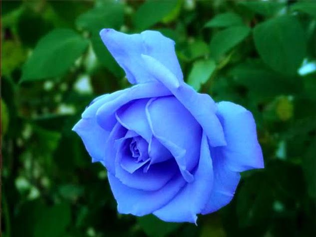 Blue Rose Heirloom Non-GMO Seeds for Planting