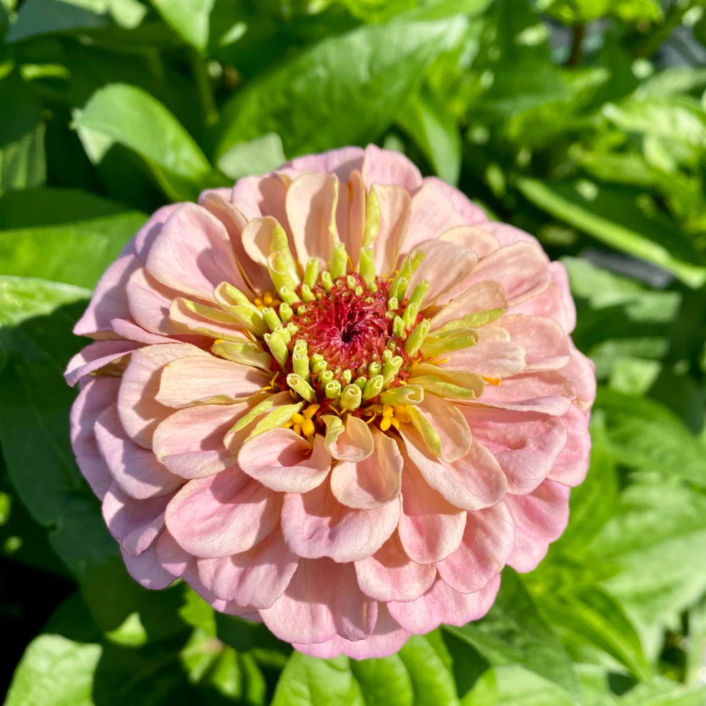 Baby Pink Zinnia Flower Seeds for Planting – Heirloom, Non-GMO, High Germination Bright Garden Blooms