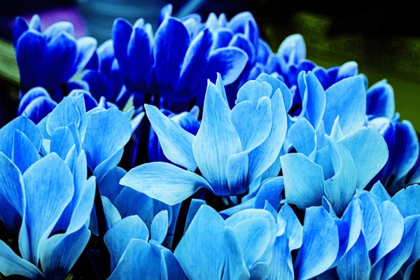 Blue Cyclamen Flower Seeds for Planting – Heirloom & Non-GMO Garden Seeds – Vibrant Hardy Blooms