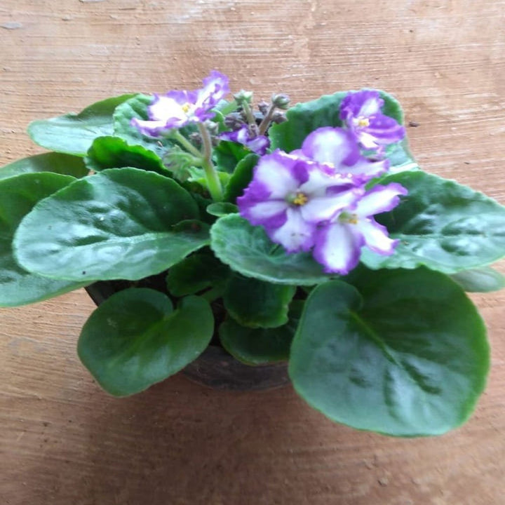 Blue & Pink Saintpaulia Flower Seeds for Planting – Heirloom Non-GMO High Germination Organic Garden Seeds