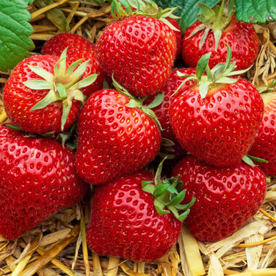 Albion Strawberry Fruit Seeds for Planting – High-Yield, Sweet Berries, Heirloom, High Germination, Non-GMO Organic Garden Seeds