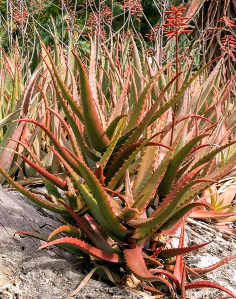 Red Green Aloe Plant Seeds – Heirloom, Non-GMO, High Germination Medicinal  Succulent Seeds for Planting